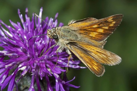 Large large skipper