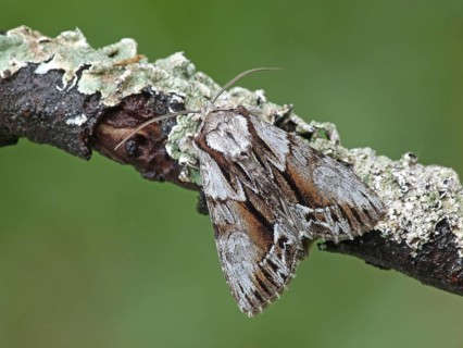 Huckleberry Screech Owl