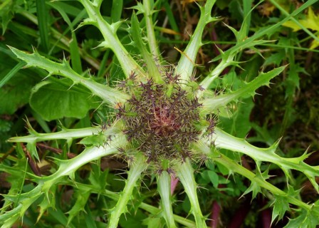 Silver thistle