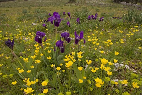 Purple form of the crimean iris