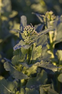 Harvest of oilseed rape