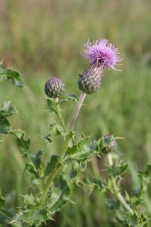 Creeping Thistle