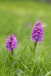 Western marsh orchid
