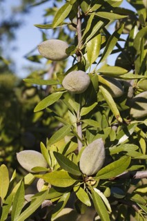 Almond tree