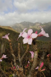 Desert rose
