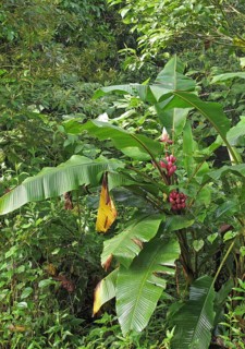 Pink red banana