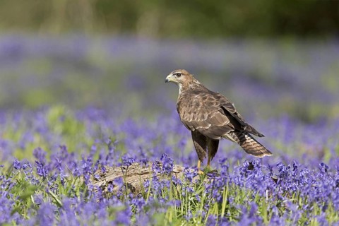 Common steppe buzzard