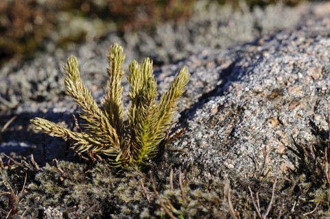 Fir Clubmoss