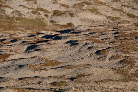 View of shortgrass prairie habitat