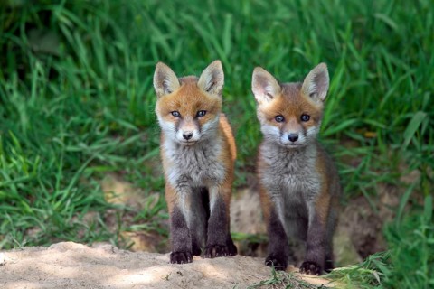 Two cute red fox