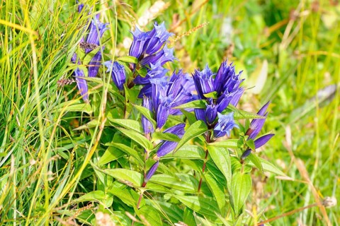 Willow Gentian