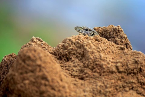 Bengal bengal monitor
