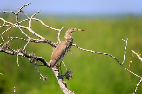 Indian pond heron