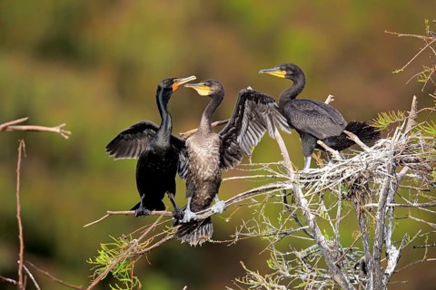 Olivaceous cormorant