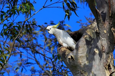 Sulphur-crested cockatoo