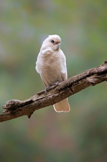 Little corella