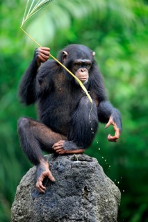Chimpanzee