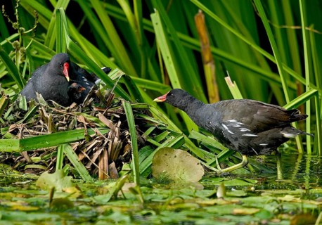 Moorhen