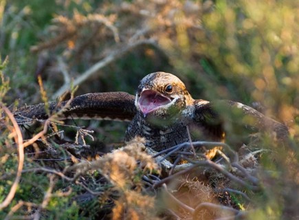 Eurasian european nightjar