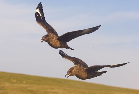 Great Skua