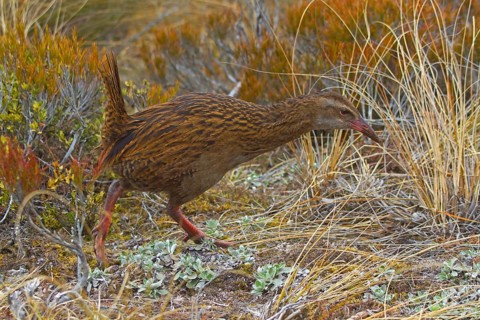 Weka