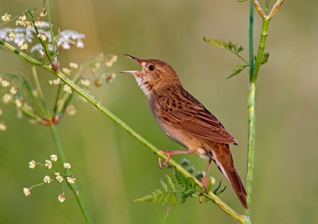 Common grasshopper warbler