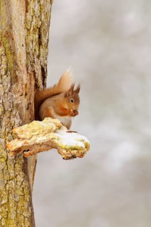 Eurasian red eurasian red squirrel