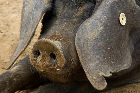 Ear tag on Large Black pig