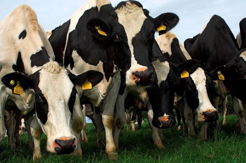 Domestic cattle