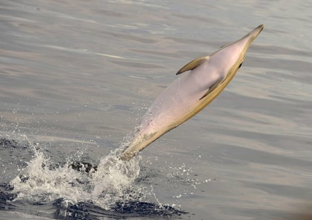 Short-beaked Common Dolphin