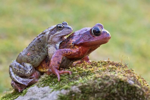 Grass Frog
