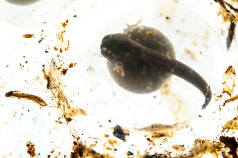 Dyeing frog