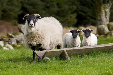 Domestic sheep