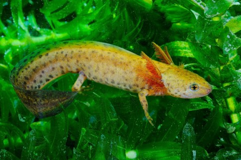 Alpine newt