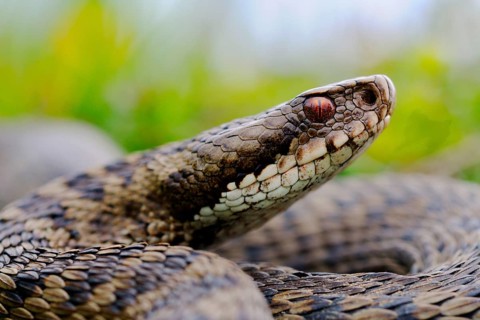 European Adder