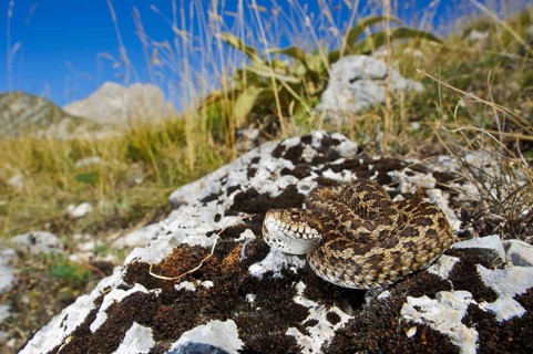 Meadow viper