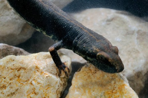 Sardinian brook salamander