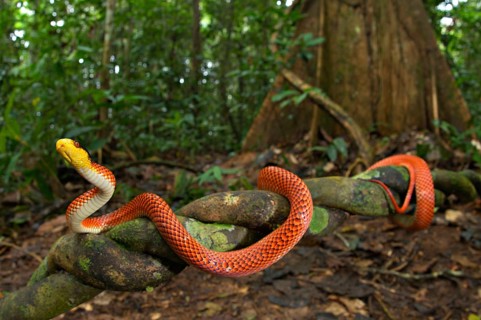 Adult yellow-headed snake