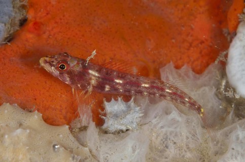 Longjaw Triplefin