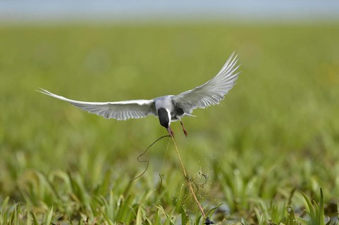 Whiskered Tern