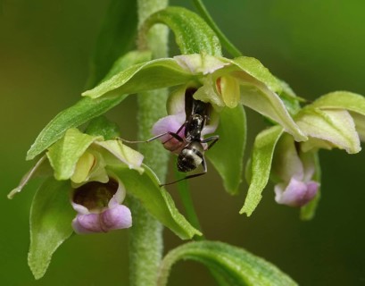 Broad-leaved Helleborine