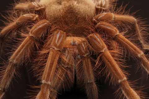 Venezuela Giant Bird Spider