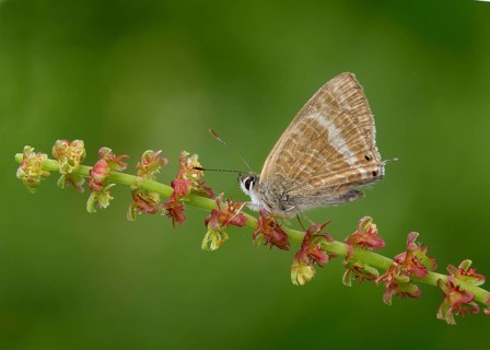 Long-tailed Blue