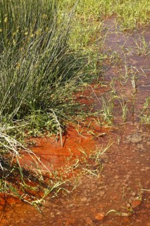 Red cyanobacteria