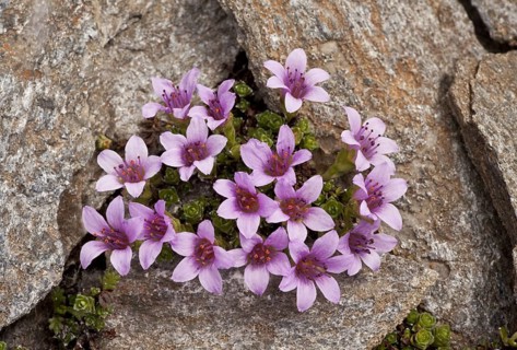Purple Saxifrage