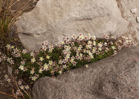 Tolmie's Saxifrage