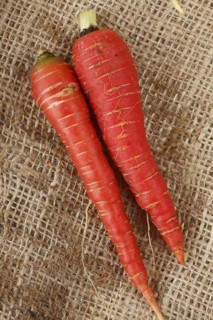Carrot