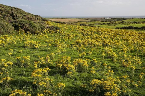 Common ragwort