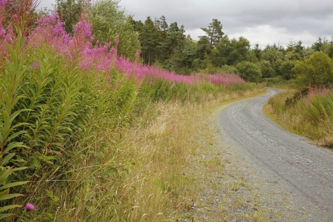 Chamerion angustifolium
