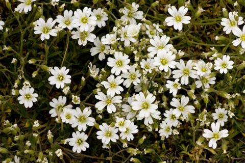 Field Mouse-ear flowering